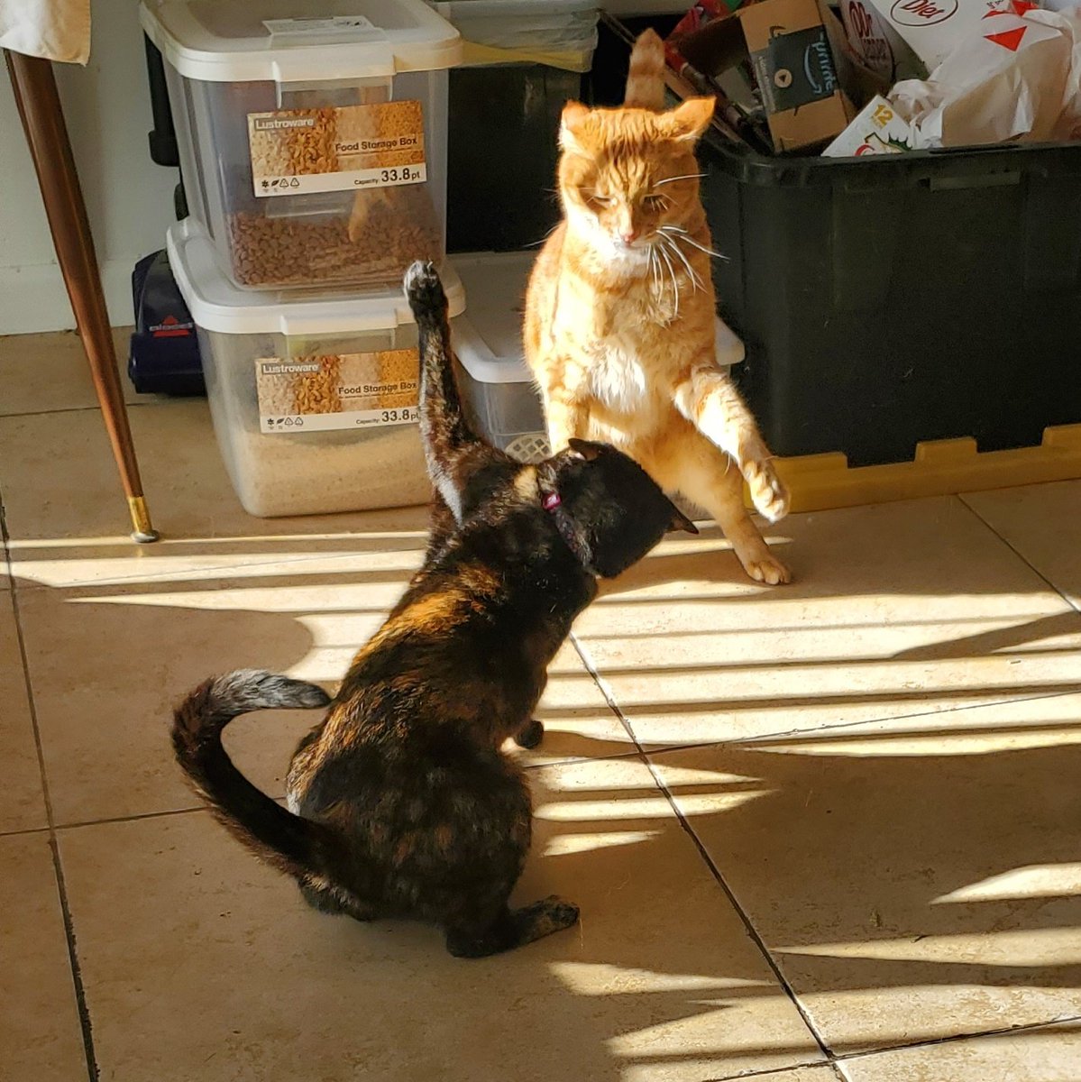 doufumao's tweet image. RÊSPÊĶT WÖMEN