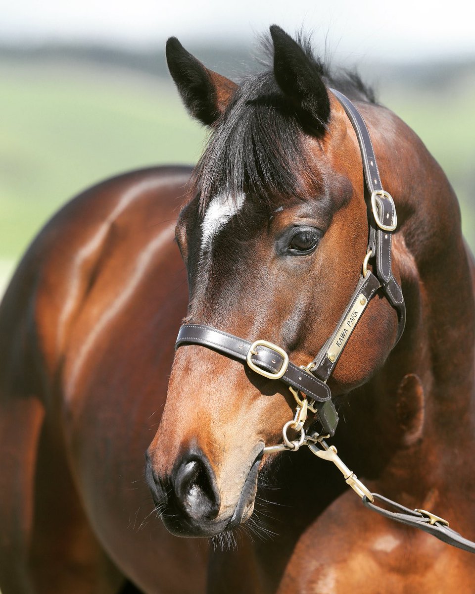 Kawa Park (@kawaparknz) on Twitter photo Our <a href="/KarakaChat/">New Zealand Bloodstock</a> RTR Sale draft will be parading <a href="/TeRapaRacing/">Waikato Thoroughbred Racing</a> this Friday the 29th Oct from 12.15pm & will be available at Kit Brook’s Cambridge property in the days following.
Contact <a href="/CFahy/">Conor fahy</a> +64 21 081 64827 or <a href="/sarahworker/">Sarah Worker</a> +64 21 175 8225 with any questions or a private parade Our <a href="/KarakaChat/">New Zealand Bloodstock</a> RTR Sale draft will be parading <a href="/TeRapaRacing/">Waikato Thoroughbred Racing</a> this Friday the 29th Oct from 12.15pm & will be available at Kit Brook’s Cambridge property in the days following.
Contact <a href="/CFahy/">Conor fahy</a> +64 21 081 64827 or <a href="/sarahworker/">Sarah Worker</a> +64 21 175 8225 with any questions or a private parade