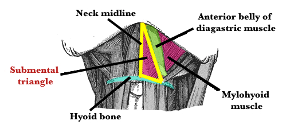 LearnENT's tweet photo. The correct answer is B) submental triangle! Boost your anatomy knowledge on https://t.co/9HTgOmQiba https://t.co/wUVeluu9kD