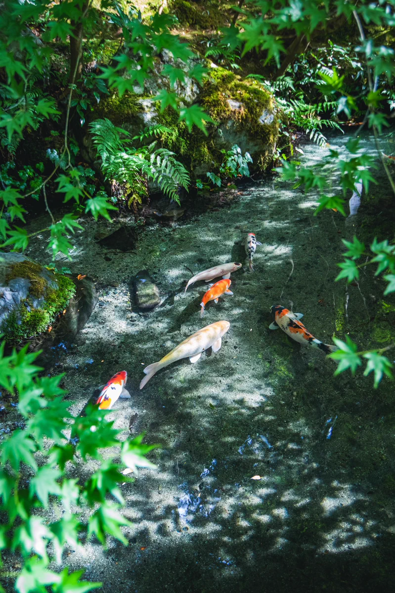 「瑠璃光院」の池が美しすぎっ！癒されること間違いなし