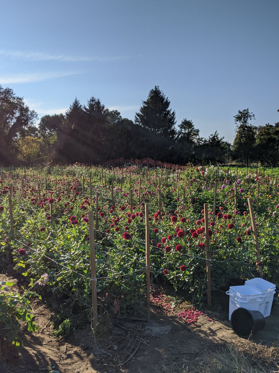 Green Beverly tweet media