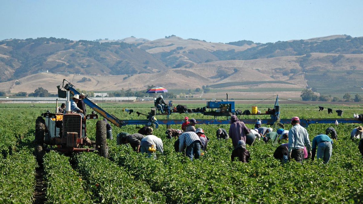 Curious about ag labor issues? The next ARE Discussions webinar (arediscussions.ucdavis.edu) will be addressing questions about labor shortages, COVID-19 impacts, mechanization and more. Tuesday 11/2 @ 10am! Register here: surveys.ucanr.edu/survey.cfm?sur…