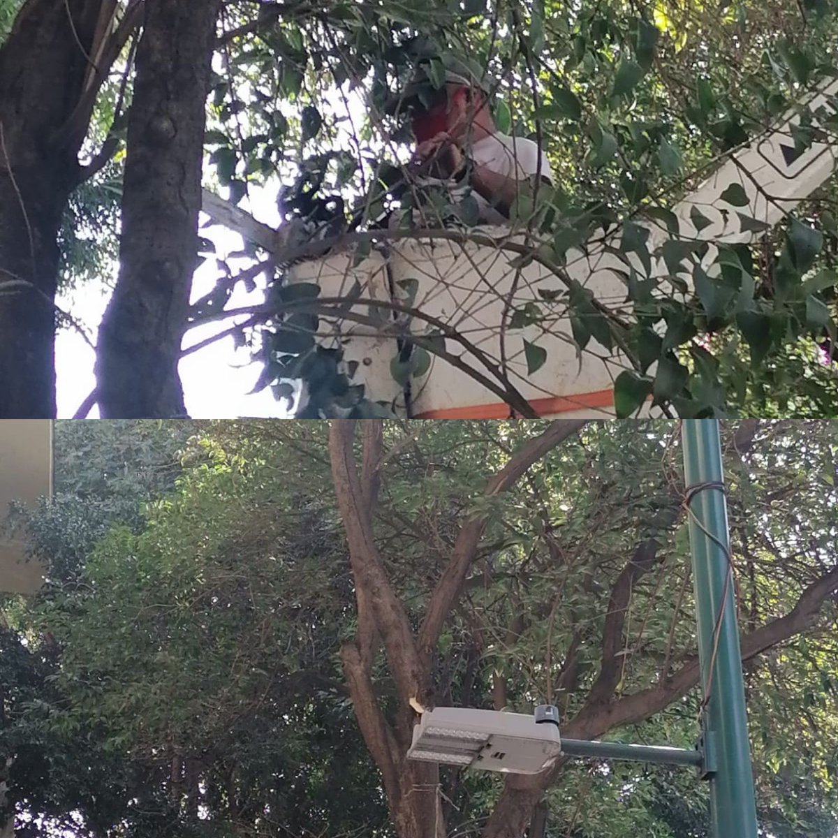 AlcCuauhtemocMx's tweet photo. A fin de atender peticiones💬 vecinales, trabajadores de la #Territorial #JuárezSanRafael realizaron:
✅Poda🍃 de árboles, en calles #EzequielMontes y #AlvaEdison
✅Retiro de tocón🪵 de árbol, en colonia #SanRafael
#CuauhtémocEsTuCasa🏠 https://t.co/H98gwAS7Wm