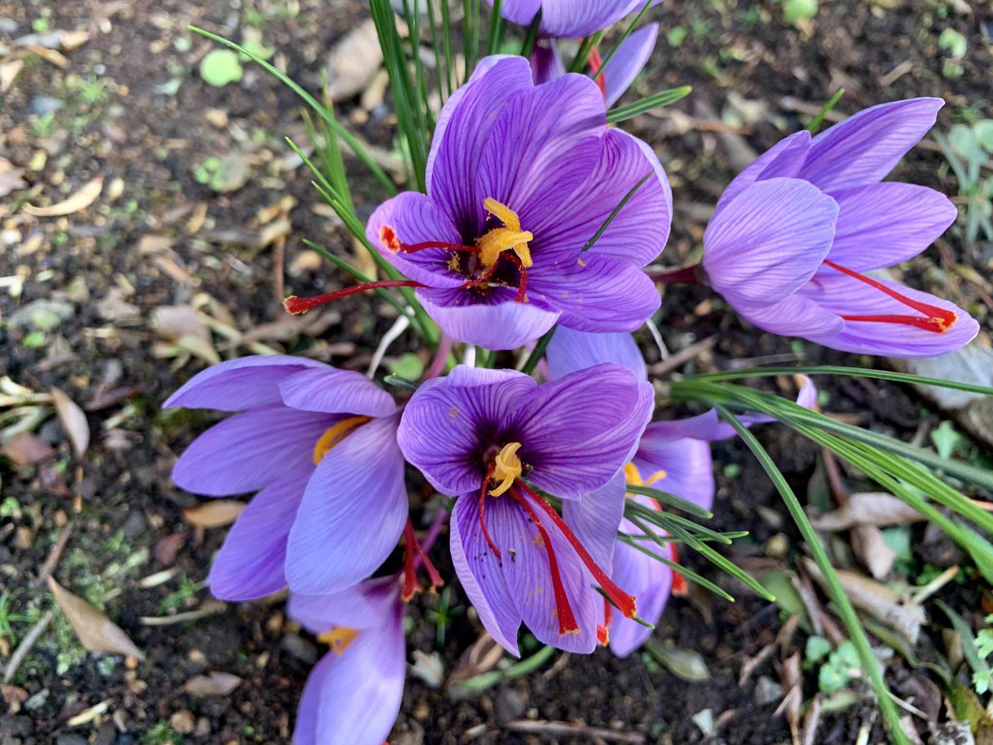 のん おはようございます 今年もサフラン咲きました 今朝の庭 秋咲きクロッカス サフラン T Co Dmvb4bq16f Twitter