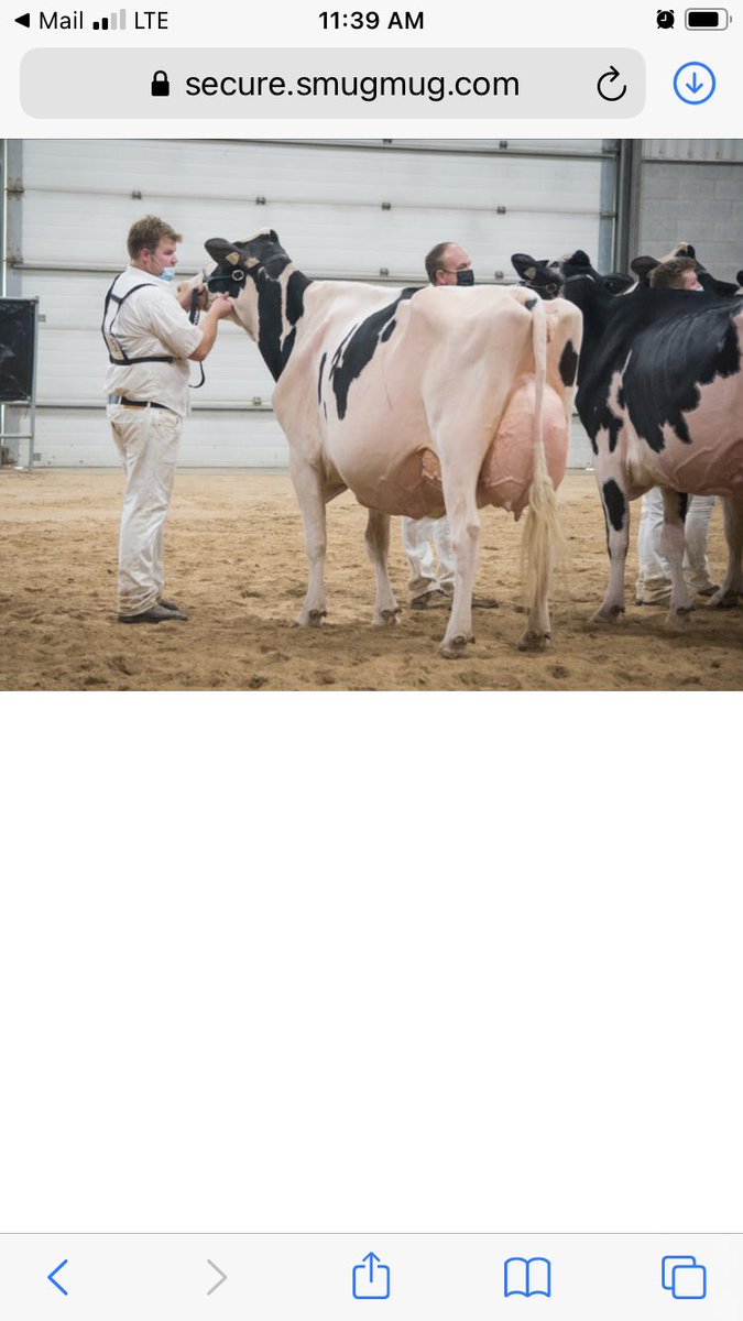 Gummy Bear EX-94 2E 🐻, 1st Mature cow &amp; RES Grand at Autumn Opportunity 🍂 . She’s the kind of cow that can thrive in any operation ❗️