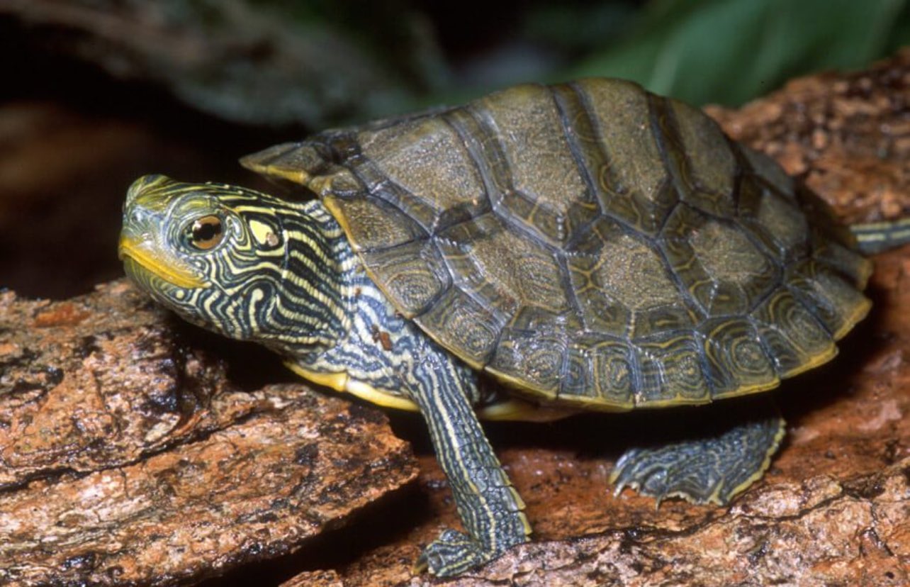 Graptemys Geographica