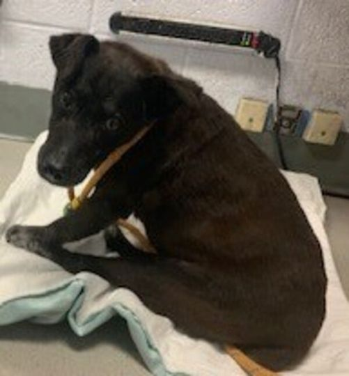 MorgFairsdogs's tweet photo. Killed - DUTCH APPLE 128948 7 years old.

Seniors should be cherished. Why didn't Dutch Apple get a plea email like most dog do? Why kill him silently after just three days. For goodness sake, this poor soul was hiding under a car. 
@NYCACACC Why the lack of compassion for him? https://t.co/6GH7DiktTK