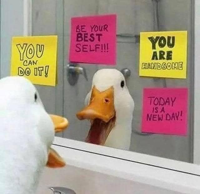 WholesomeMemes (@wholesomememe) on Twitter photo 