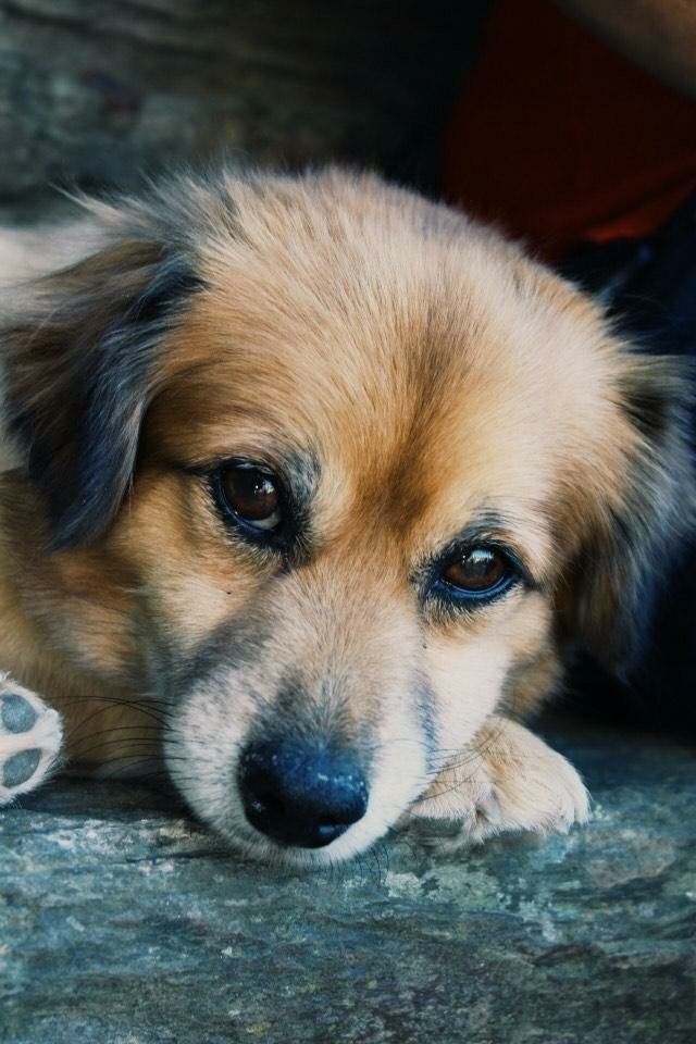 micaelo2909's tweet photo. URGENTE!!!!!

POR FAVOR SE ALGUÉM O TEM OU SE ALGUÉM O VIR DIGAM OU LIGUEM PARA ESSES CONTACTOS!
 PARTILHEM AO MAXIMO POR FAVOR!!! Esta desaparecido desde quinta-feira na zona de esporões Braga!  
O nome dele é fred!

Só queremos que o nosso menino volte pra casa.. https://t.co/QvEpHAGfUM