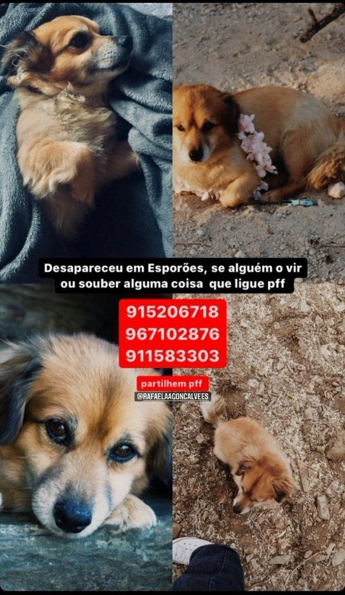 micaelo2909's tweet photo. URGENTE!!!!!

POR FAVOR SE ALGUÉM O TEM OU SE ALGUÉM O VIR DIGAM OU LIGUEM PARA ESSES CONTACTOS!
 PARTILHEM AO MAXIMO POR FAVOR!!! Esta desaparecido desde quinta-feira na zona de esporões Braga!  
O nome dele é fred!

Só queremos que o nosso menino volte pra casa.. https://t.co/QvEpHAGfUM