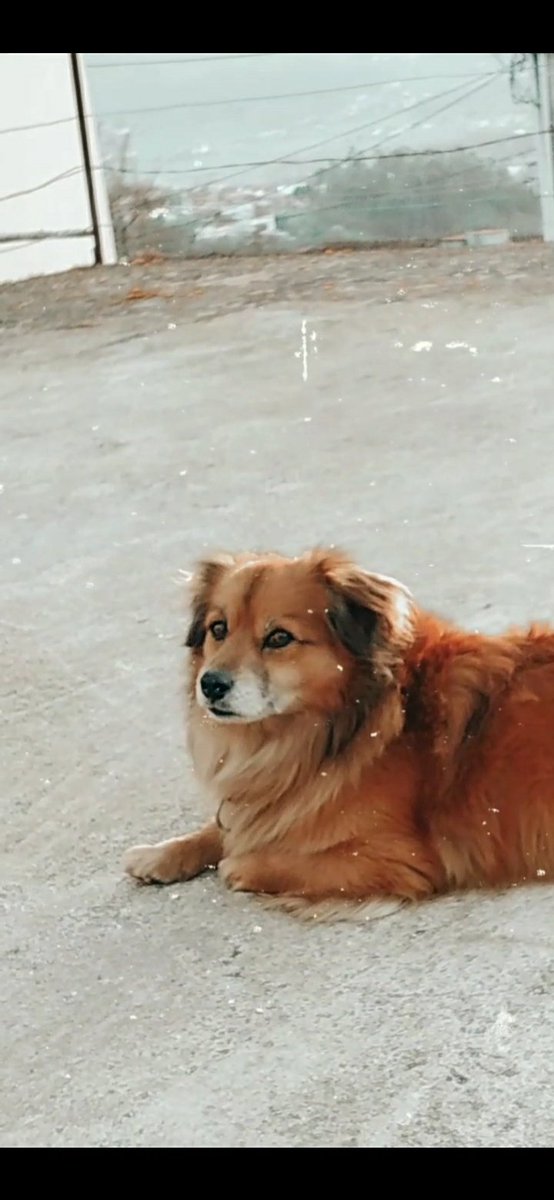 micaelo2909's tweet photo. URGENTE!!!!!

POR FAVOR SE ALGUÉM O TEM OU SE ALGUÉM O VIR DIGAM OU LIGUEM PARA ESSES CONTACTOS!
 PARTILHEM AO MAXIMO POR FAVOR!!! Esta desaparecido desde quinta-feira na zona de esporões Braga!  
O nome dele é fred!

Só queremos que o nosso menino volte pra casa.. https://t.co/QvEpHAGfUM