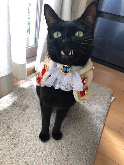 かずよん🐈‍⬛黒猫りゅう🔜11/1.2ラブリーにゃんフェスタ（ATC