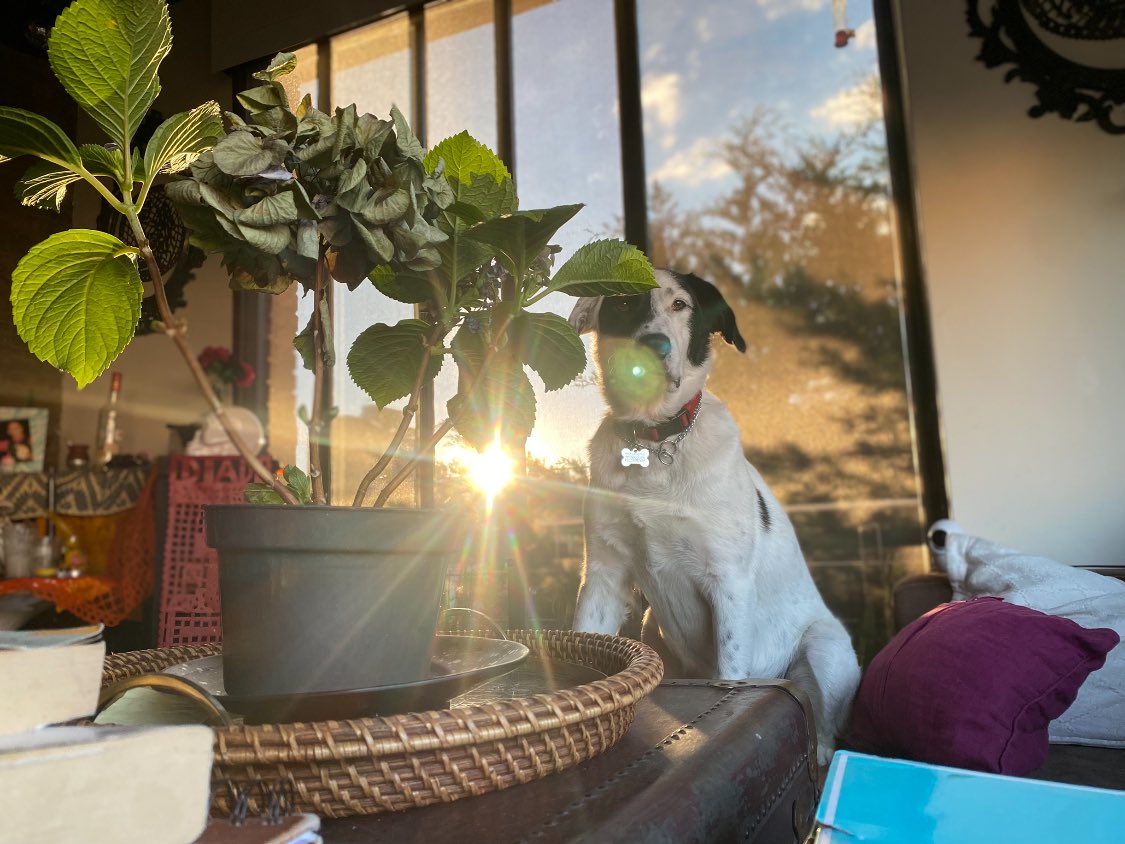 alexbrizuelamx's tweet photo. Se cruzó un Benito en el atardecer! https://t.co/UBpk2Mwuaq