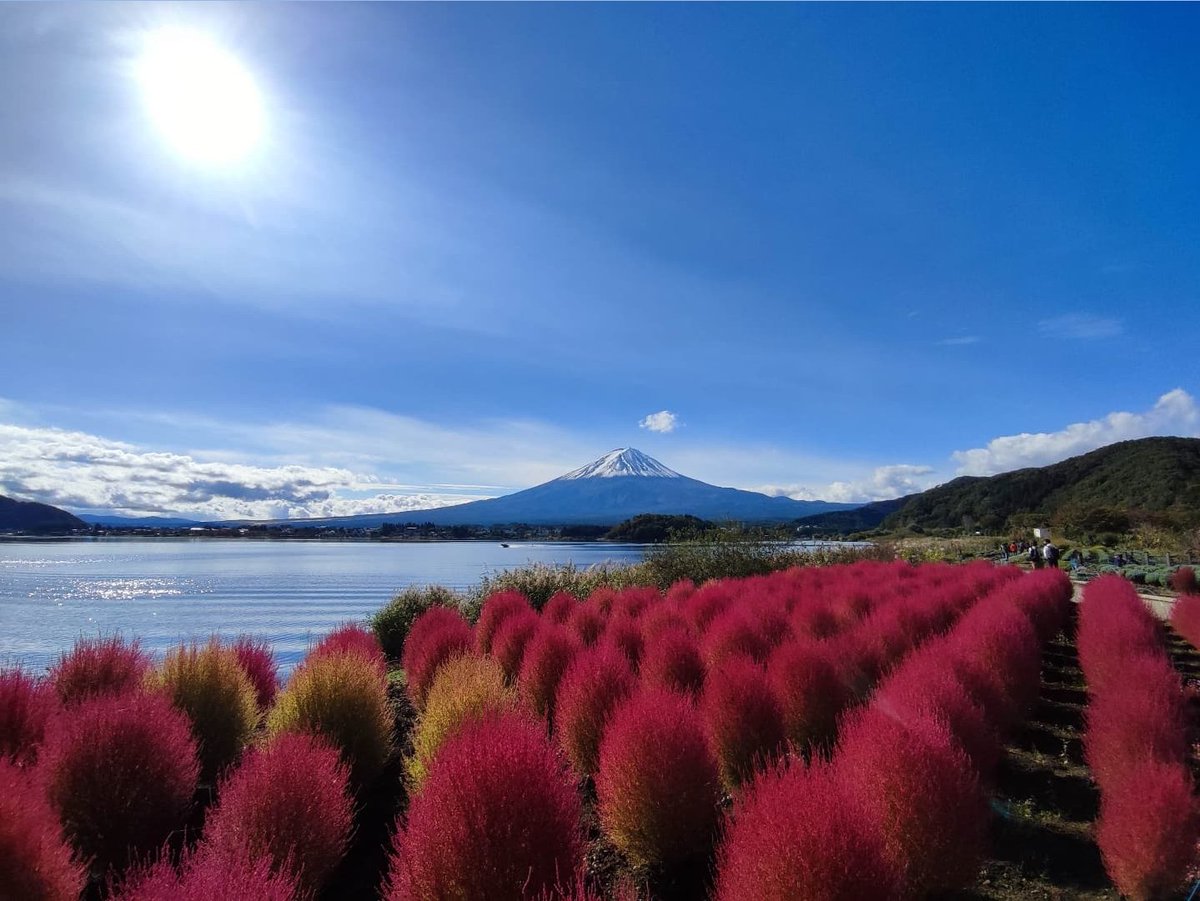 大石紬伝統工芸館 コキアが見頃を迎えています 大石公園です 当館へもどうぞ 取り扱い商品は 富士河口湖町ふるさと納税へも出品中 T Co Vfjopsc0hh 今日の富士山 大石公園 コキア 河口湖紅葉 ドライブ 富士河口湖町 ふるさと納税返礼品 大石紬伝統工芸館 コキアが見頃を迎えています 大石公園です 当館へもどうぞ 取り扱い商品は 富士河口湖町ふるさと納税へも出品中 T Co Vfjopsc0hh 今日の富士山 大石公園 コキア 河口湖紅葉 ドライブ 富士河口湖町 ふるさと納税返礼品