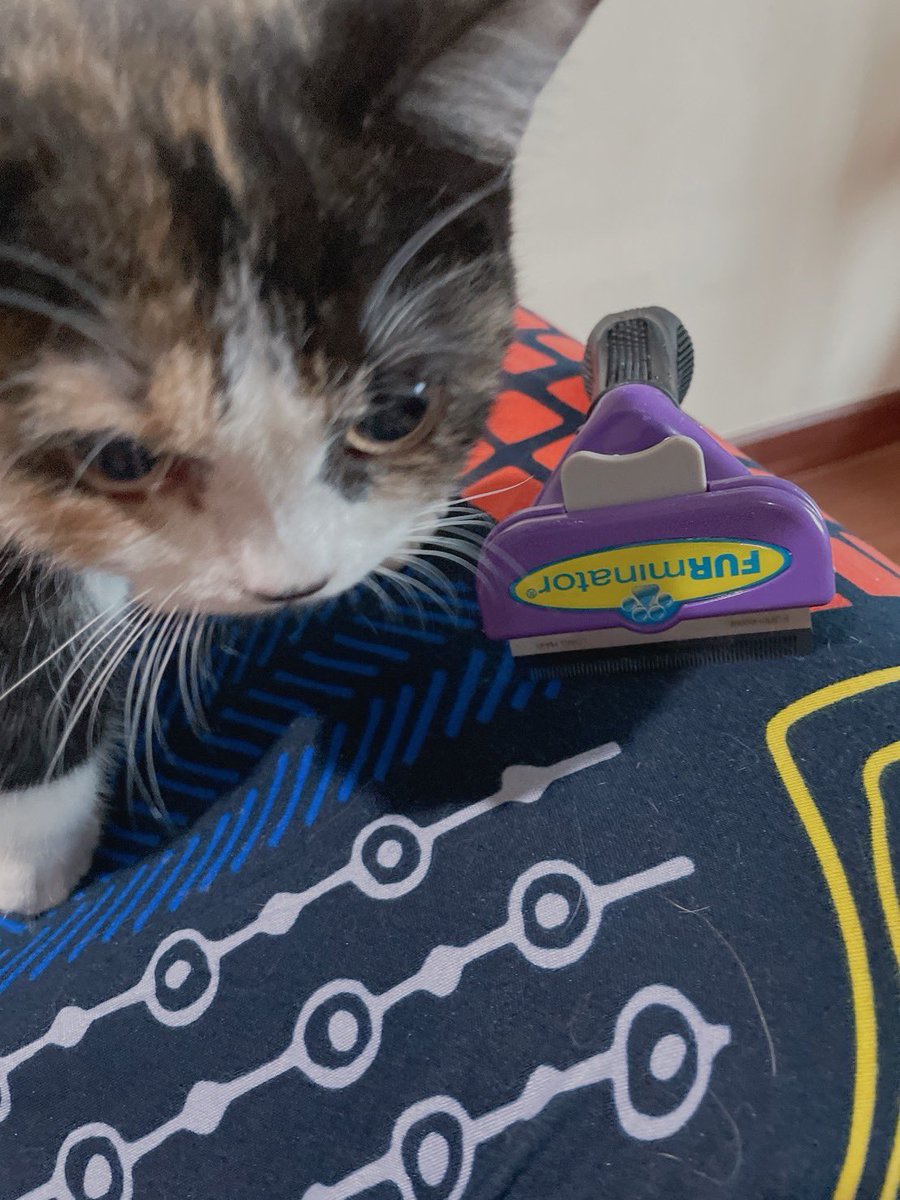 Y_queserasera's tweet photo. このブラシは本当に優秀だと思う。

#furminator #catbrush #munchkin #マンチカン #猫ブラシ #ファーミネーター https://t.co/BYeglmyuxD