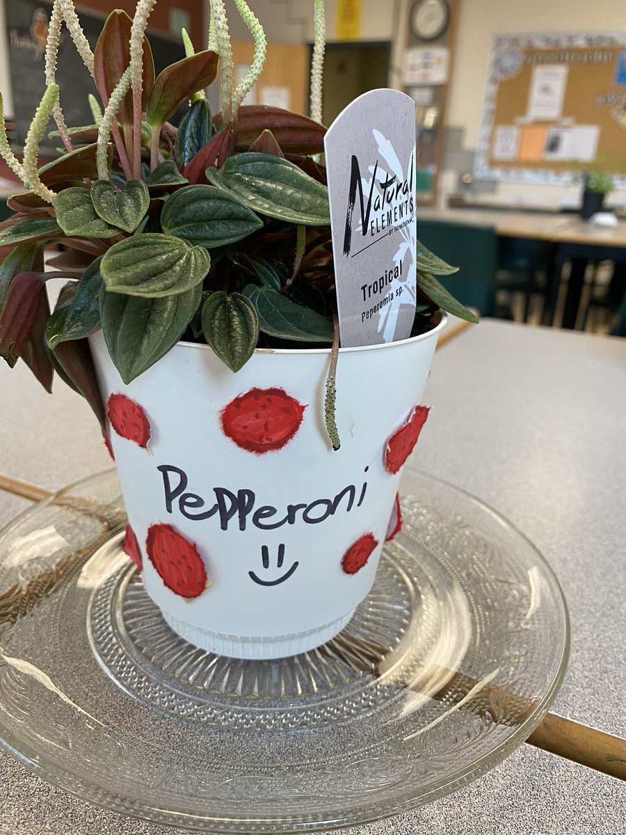McGrathTeaching's tweet photo. Plants in our Learning Space 🪴. We’re creating a “vibe”. #RM304 #studentspaces https://t.co/95oQtHJ5Zk