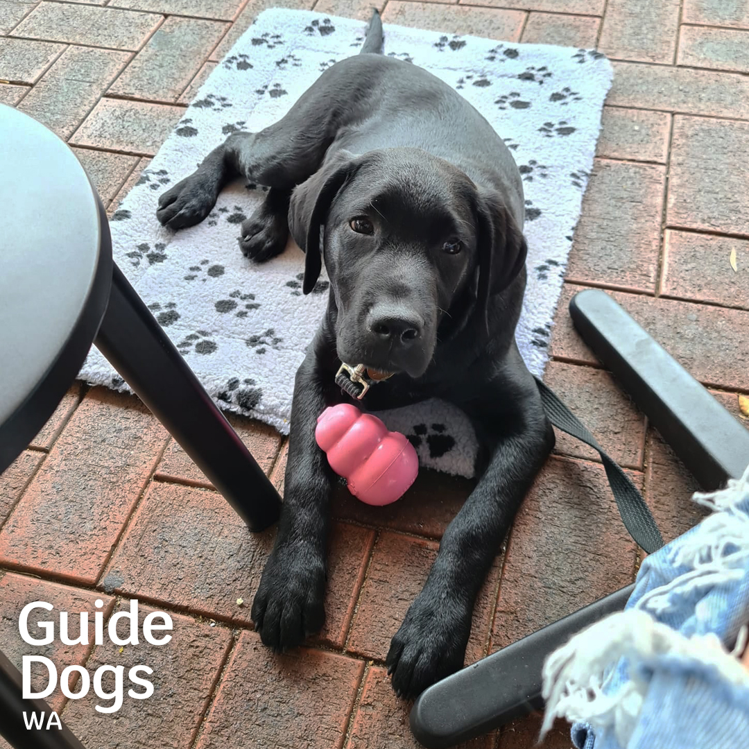 Little Trafford is growing so fast!  🐾

[Black Labrador puppy laying on puppy blanket with toy. Guide Dogs WA Logo.]