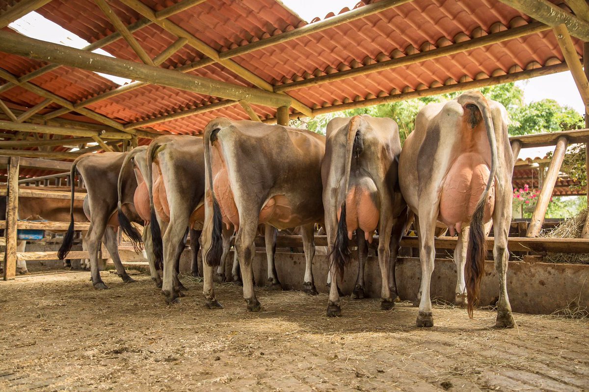 ganadotoscana's tweet photo. Concentración previa #agroexpo2021 - convocatoria completa - plantel renovado - nuevo D.T. - #teamtoscana #toscaniando https://t.co/SvXdJiUr5M
