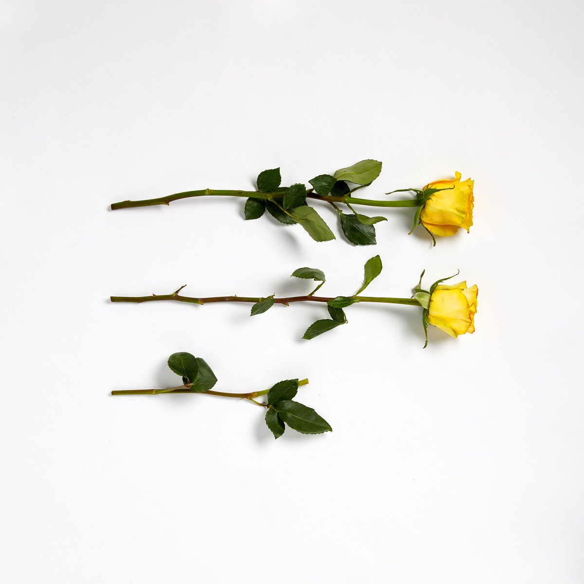 3weekoldroses (@3weekoldroses) on Twitter photo 