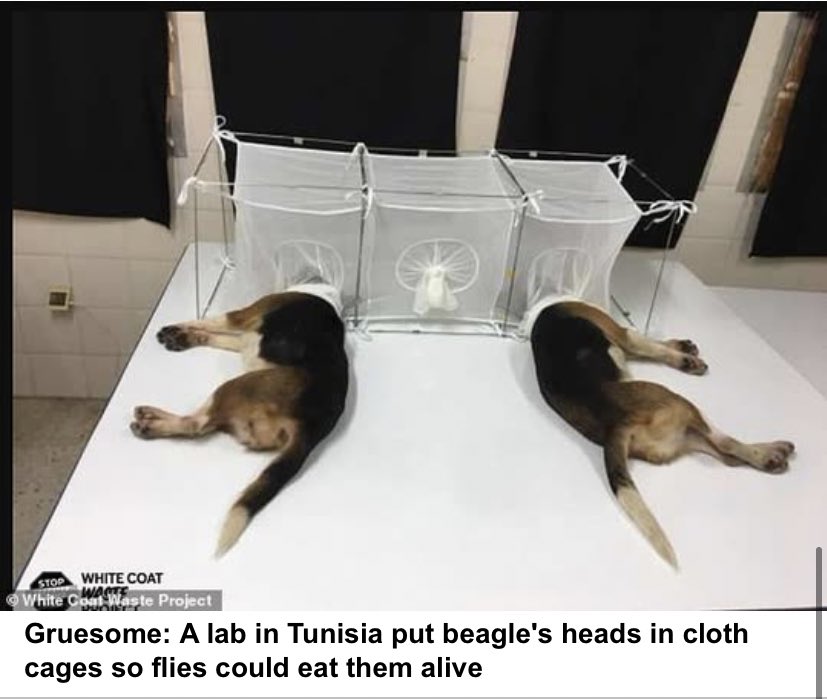 LoveGosha's tweet photo. Everyone who is okay with the sick treatment can go live a long life full of suffering and agony, the lack of empathy for animals after hearing the horrendous experiments preformed on them is being excused??? Pathetic  #ArrestFauci #FauciDogTorturer #Disgraceful https://t.co/obBl6trkPG
