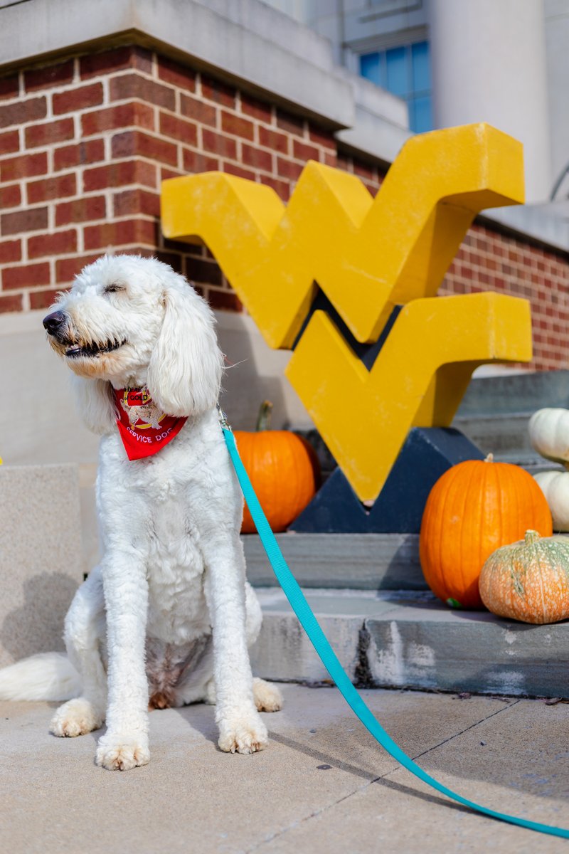 WVU, pumpkins, and a pup? 🎃🐶 

Always a great combination! 😍