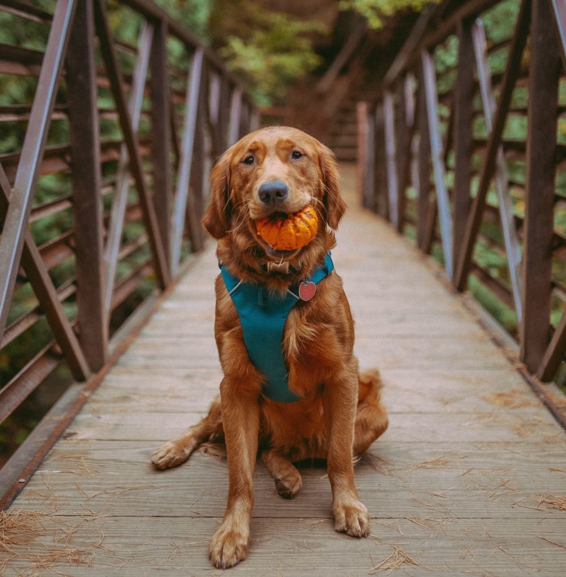 Happy National Pumpkin Day! 🎃