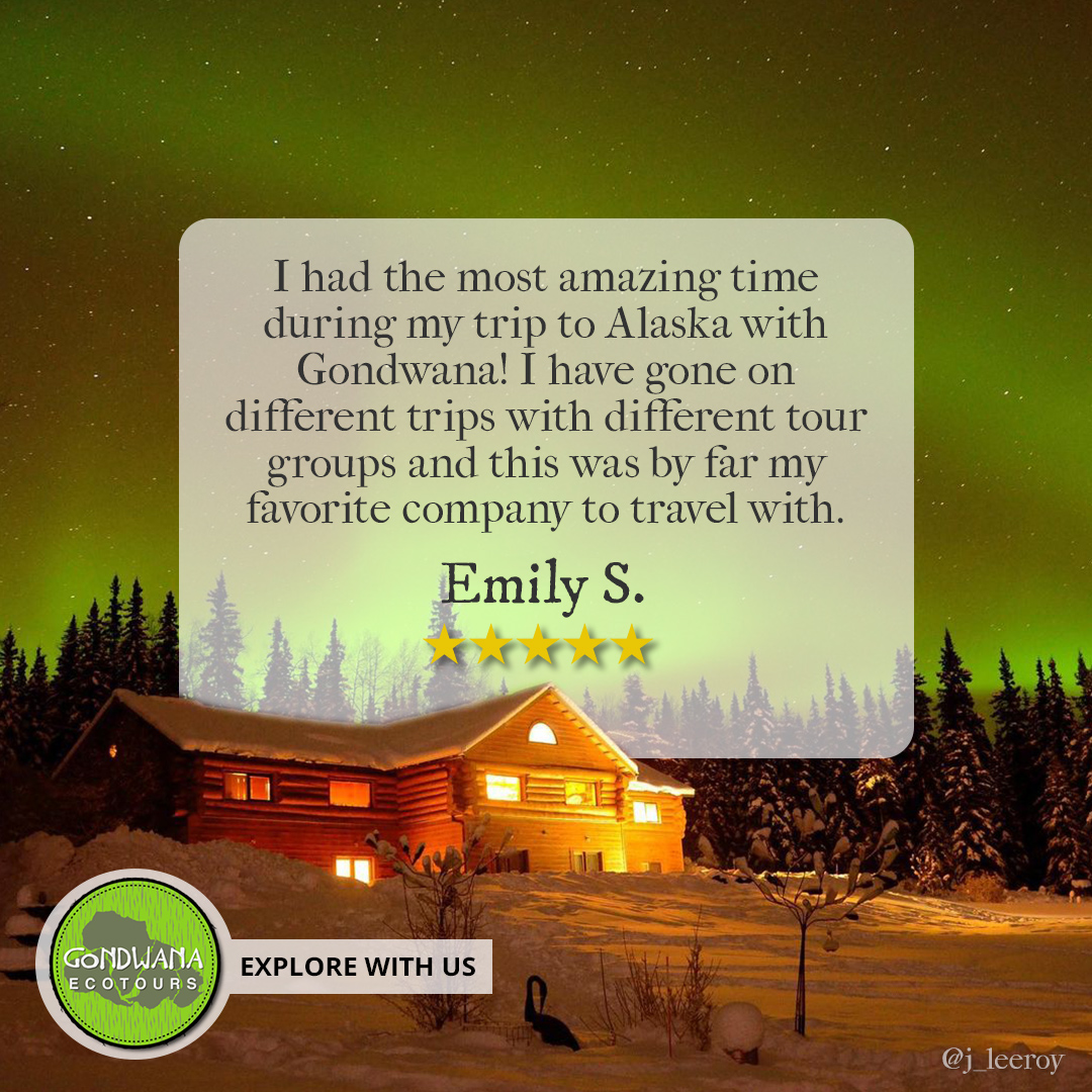 GondwanaTours's tweet photo. Thank you for this review! Providing exceptional service to our guests is always at the top of our priority list.

#travelalaska #visitalaska #alaskatour #alaskatravel #northernlights #auroraborealis #auroratour #adventuretour #traveltuesday #travelgoals #travelphotography https://t.co/N4kmaskOP1