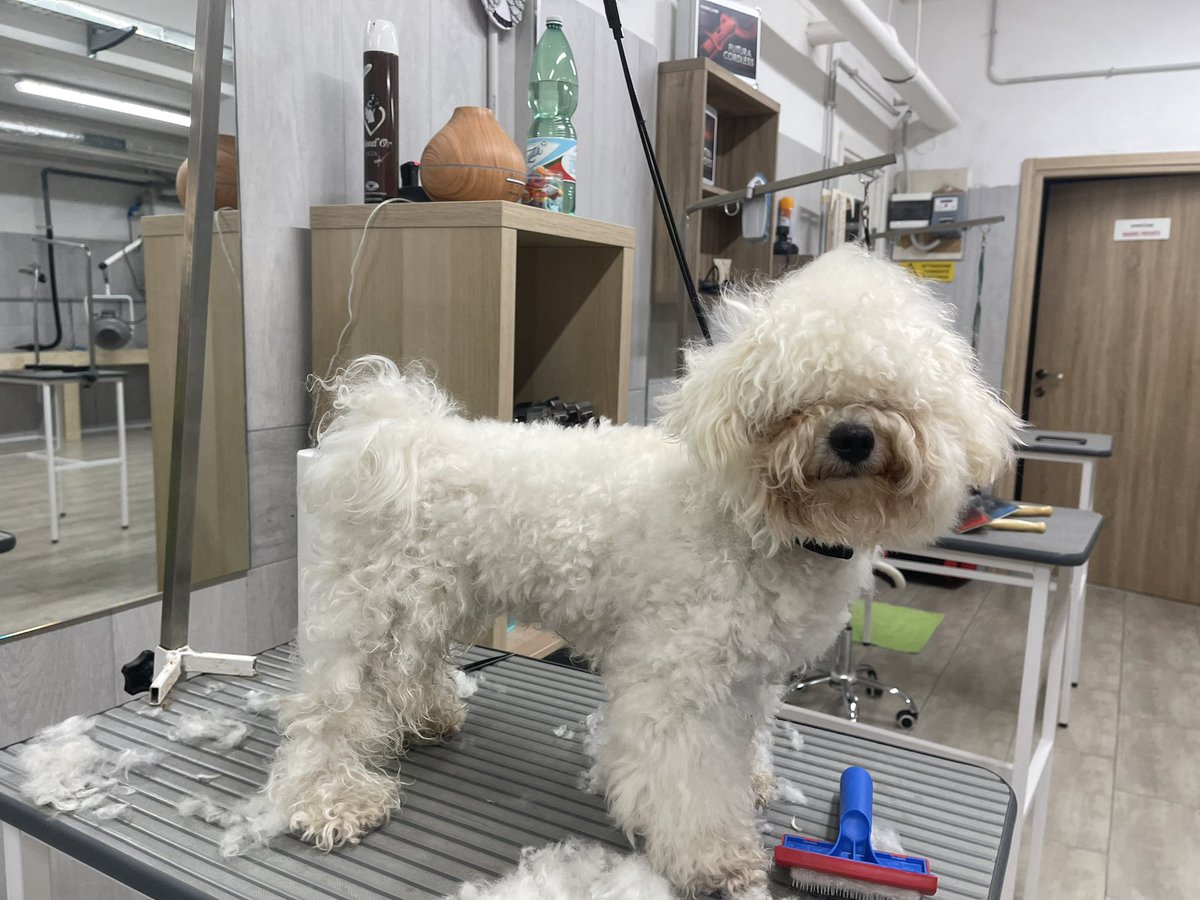 Bichon à poil frisé
Prima durante e dopo la toelettatura a forbici ✂️  by Nelly Oliva  presso #toelettaturamoderna &amp; #Overline #eccellenzaitaliana che si prende cura del #benessereanimale 

#ioscelgoverline
#Bichonàpoilfrisé
#overlinegroup
#nellyoliva
#canidiinstagram