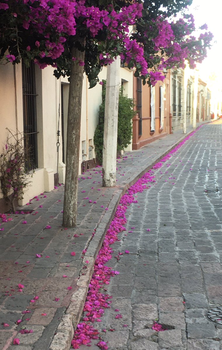 Frente a la casa se formó este camino con el viento.