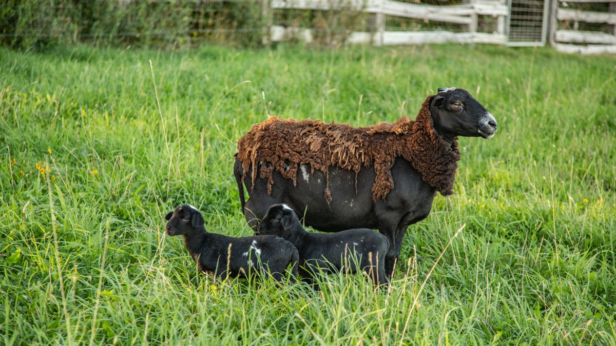 purplesagefarms's tweet photo. Order a Whole Pastured Lamb! - https://t.co/U4ki4uBclu
Purple Sage email newsletter, with all the farm happenings, a new way to order lamb on our website, availability for the market this week, and creepy crawlies. https://t.co/bpkTsQyRvb