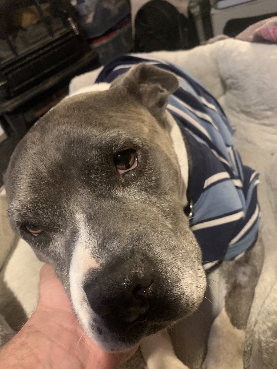 AdoptMyBlock408's tweet photo. Joey lives!!! $2000 dollars later. Fundraiser money tapped before we got to by a single fence panel. 2 more surgeries scheduled. One on Friday! Some days you eat the bear, some days the bear eats you. Today feels like both. https://t.co/4vUT4HFK9Z