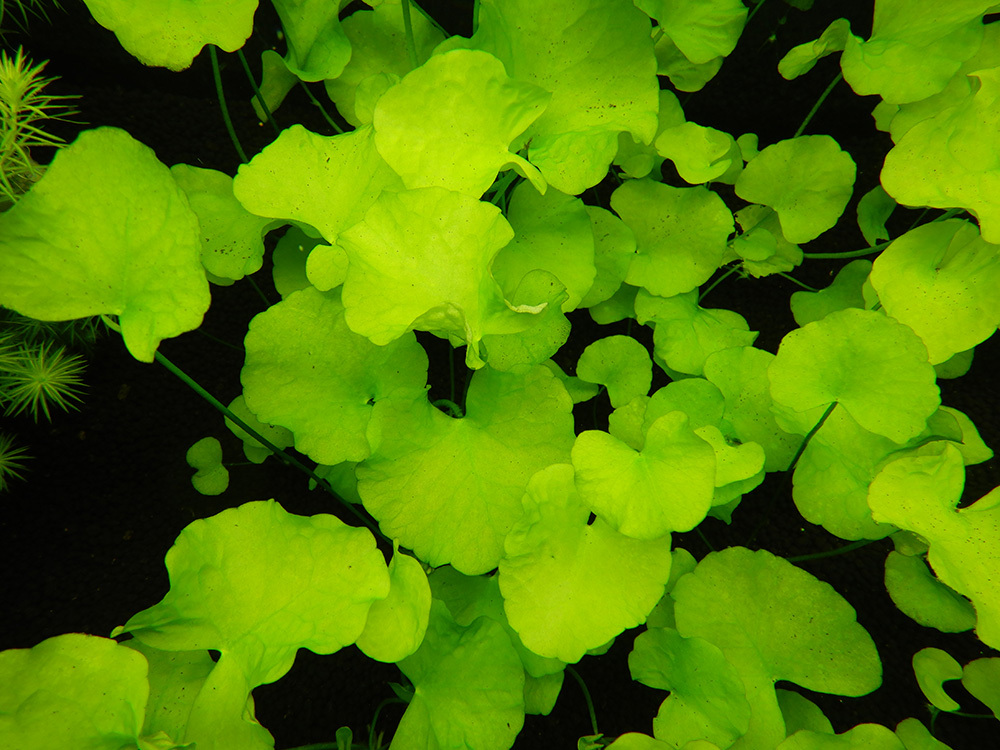 水草 植物 チャーム公式 Charm Plants Twitter