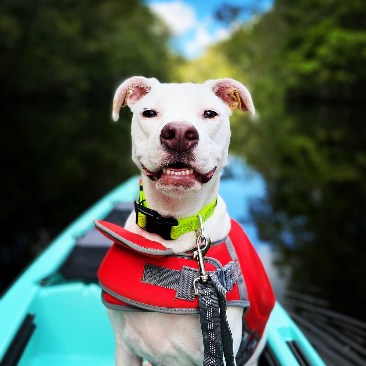 SelenaLBlue's tweet photo. @trello This is Finn. https://t.co/vSjvK4CufV