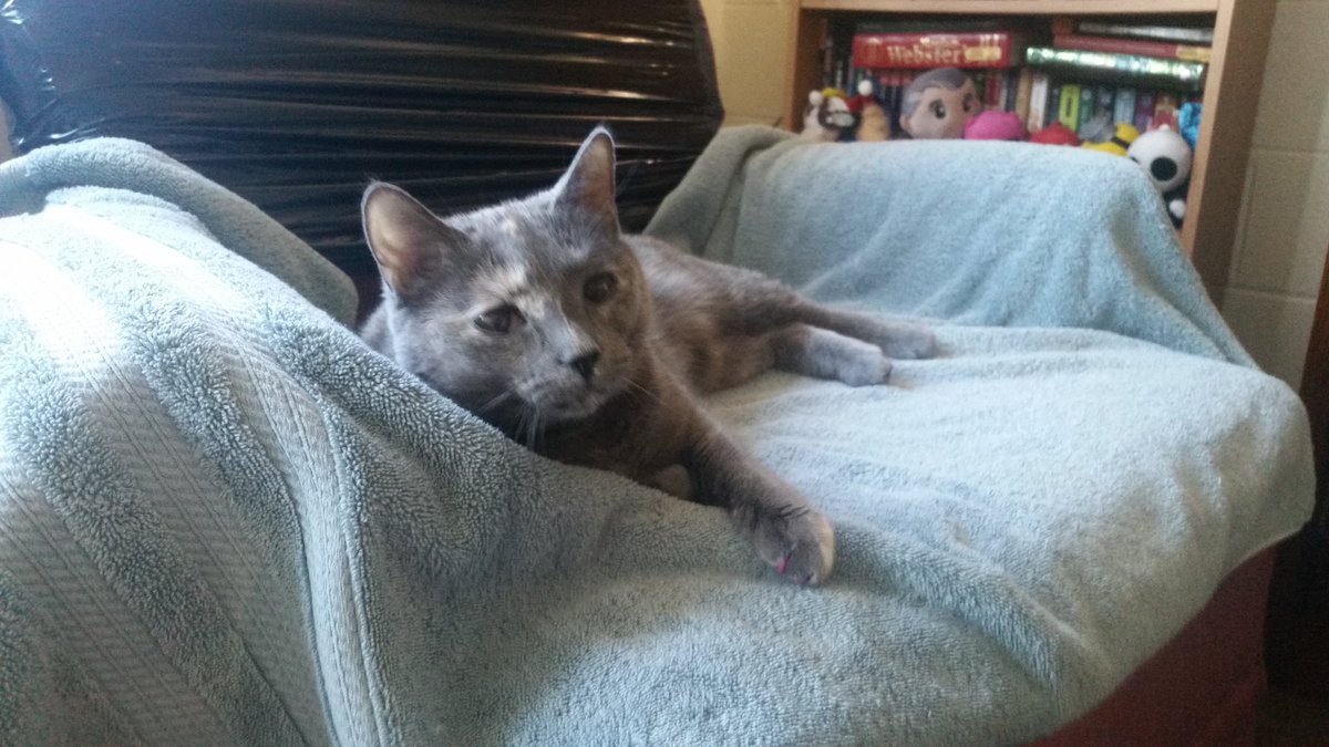 Rixen10's tweet photo. @ClaudiaSketches This is my little lady, Silver!  We hope you feel better soon! https://t.co/jnr9d9ZFua