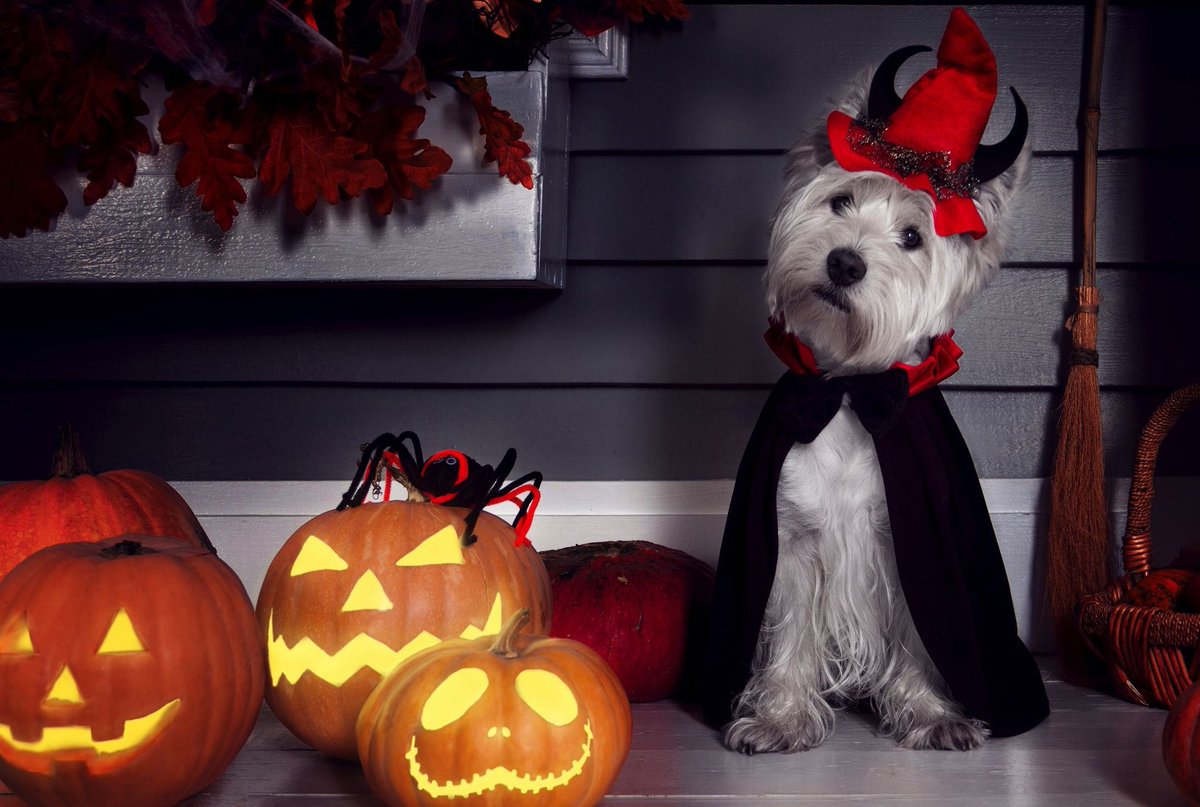 JenaC2's tweet photo. #HappyHalloween2021 🐶🎃👻 Have a wonderful day/evening xx #October2021 #HappyAutumn2021 😘🎃👻🍁🧚🏻🐕💓 https://t.co/bdksEVX1Cs