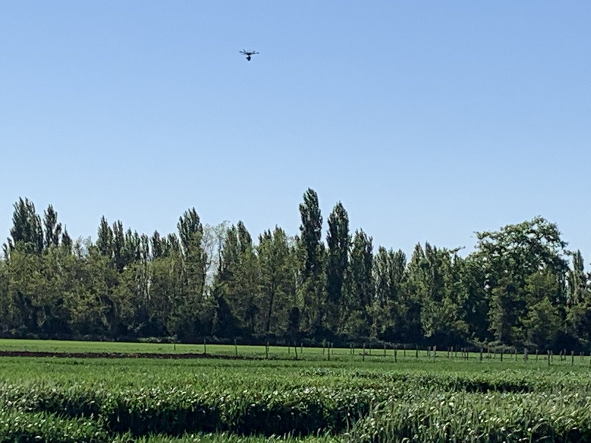 High-Throughput Phenotyping for analyzing drought tolerance in durum wheat. Chilean wheat breeding program, selecting the best genotypes for Chilean agriculture.<a href="/Ivanchillan/">Ivan Matus</a> <a href="/FUtalca/">Fenomica Utalca</a> <a href="/PepeCares/">José Cares Gutiérrez</a> <a href="/Soledad_Espinoz/">Sistemas Silvopastoriles en Secano</a>