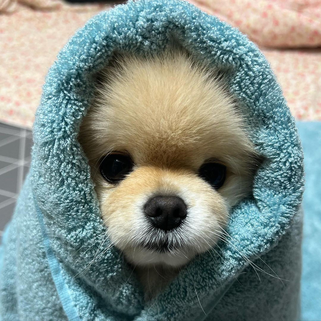 thefirstfeed's tweet photo. ʕ ̳• · • ̳ʔ     ˚₊·—̳͟͞͞♡
/ づ♡ =͟͟͞͞♡           ˚₊·—̳͟͞͞♡

웰스비 밤부타올 후기라고 쓰고 귀엽다 라고 읽기...
다들 잘 쓰고 계신다고 해주셔서 너무 감사합니다 :)

-인스타
 bbaeg*omi._ 님의 빼꼼 
cutega*** 님의 가을이 
today_at**님의 아띠 
-트위터
 masaki n*** 님의 녹두 https://t.co/nPfVxIjVEd