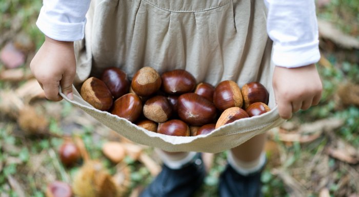 #밤 #도토리 #은행 #불법

도토리•밤 함부로 주우면 안 되는 이유!!
👉 getggul.com/section/view/1… (더보기)