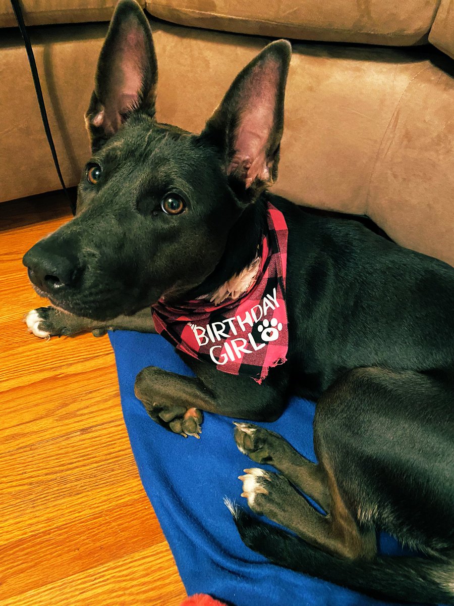 CHSCooksey's tweet photo. Signs of a good 1st birthday: steal student crocs and be chased, get fed cafeteria food by students, run the track at lunch, get a puppichino from @Starbucks #diaryofapuppycoteacher https://t.co/pbh7fTOrdu