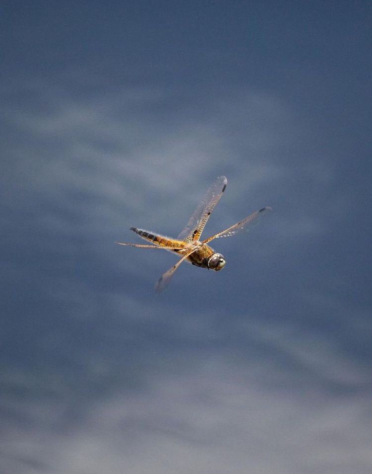 해리포터 영화에서 콜린을 연기한 배우가 진짜 사진가가 되었다고

mymodernmet.com/colin-creevey-…