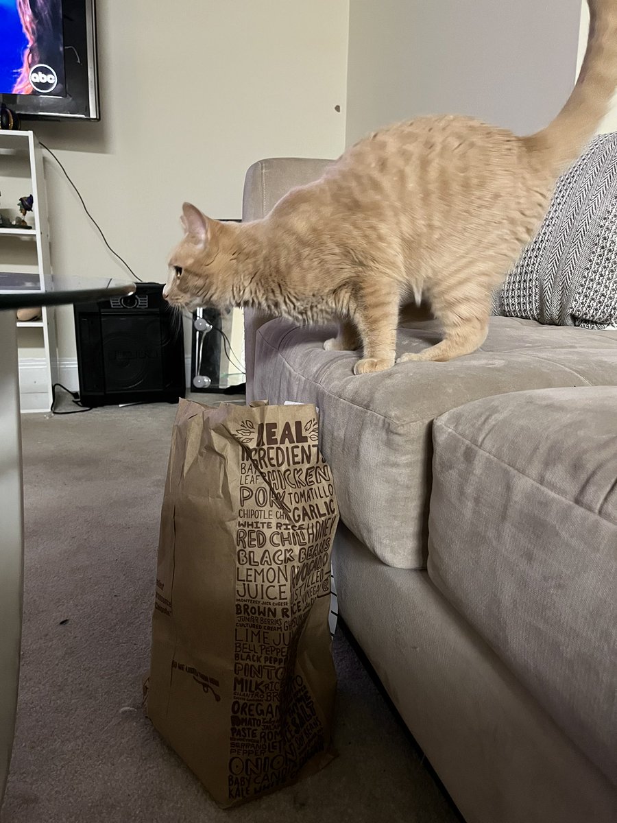 the cat’s out of the bag
