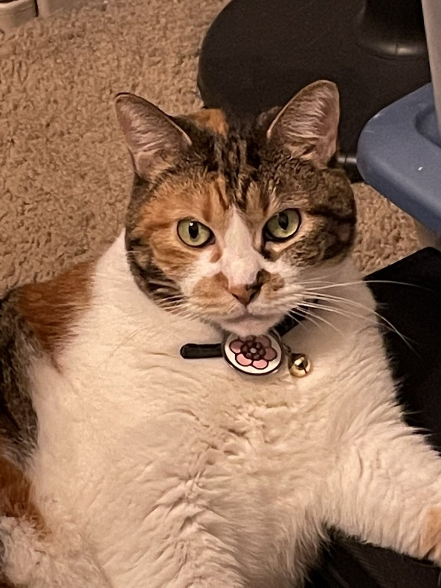 Patches (@patches13783552) on Twitter photo 