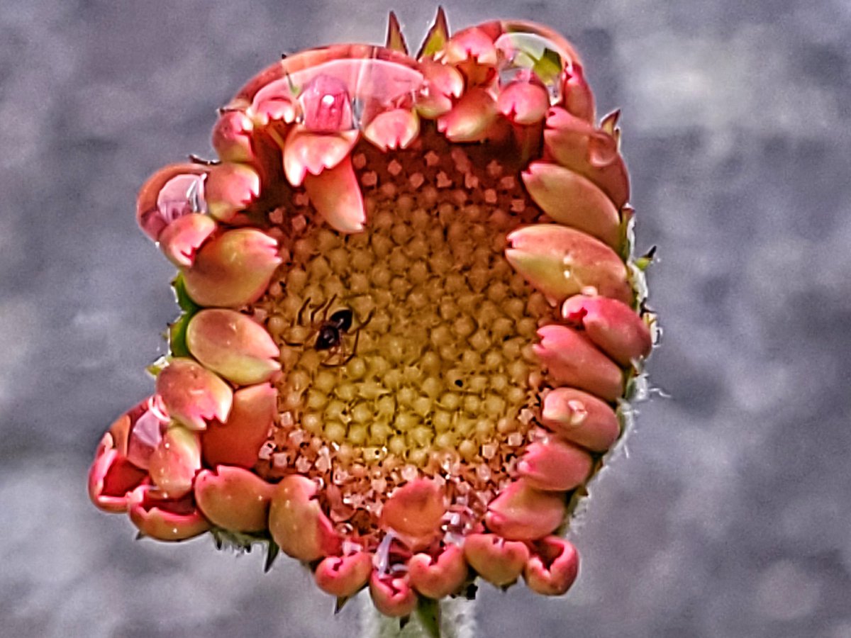 LovelyEarthS's tweet photo. This little spider is staying protected and dry in this daisy bud. It's good to see the flower will have some protection in return.
#SpiderInFlower #Wildlife #OctoberFlower #LovelyEarthSociety https://t.co/U7xWl1dfC7