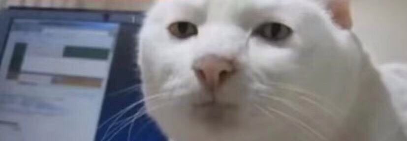 котики мемы звуки. котики мемы звуки. грустный толстый кот мем. кот с губами в трубочку. котики мемы звуки.