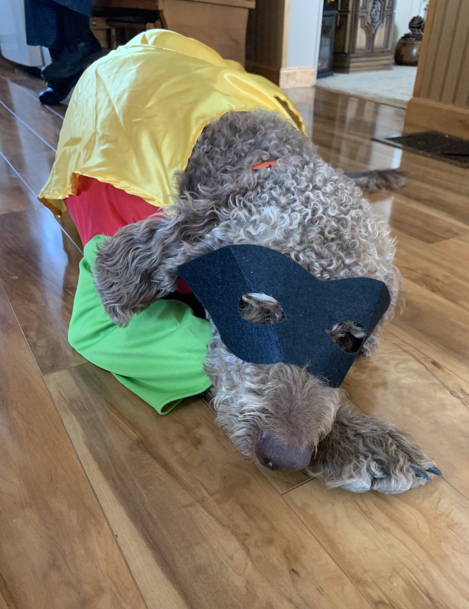 fatdogjog's tweet photo. Some #ThrowbackTuesday #Halloween content: Batgirl and her trusty sidekick, Robin! 🎃👻🦇#hairynotsoscary #superheros #amazingduo #batgirl #robin #batman #fatdogjog #dogsofturf #workfromhomedogs  #lawdogs #labradoodlesofTwitter #dogsoftwitter #doodlesofTwitter https://t.co/YeBvVNuGNU