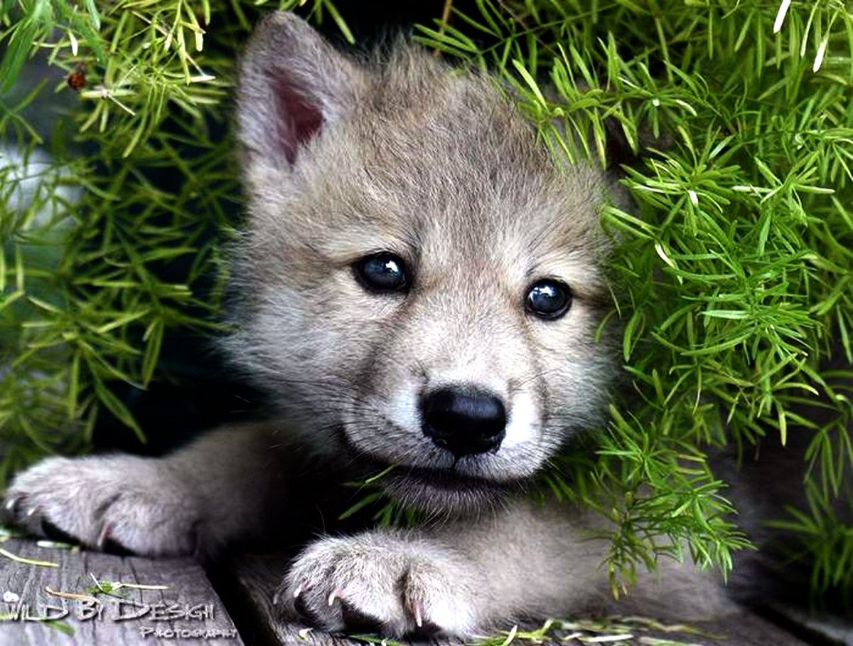_Freeze________'s tweet photo. What does Fauci and Wolf hunters have in common? They both kill puppies! #ArrestFauci #SavetheWolves #BeaglesLivesMatter #AllDogsComeFromWolves https://t.co/BNtTQcFznm