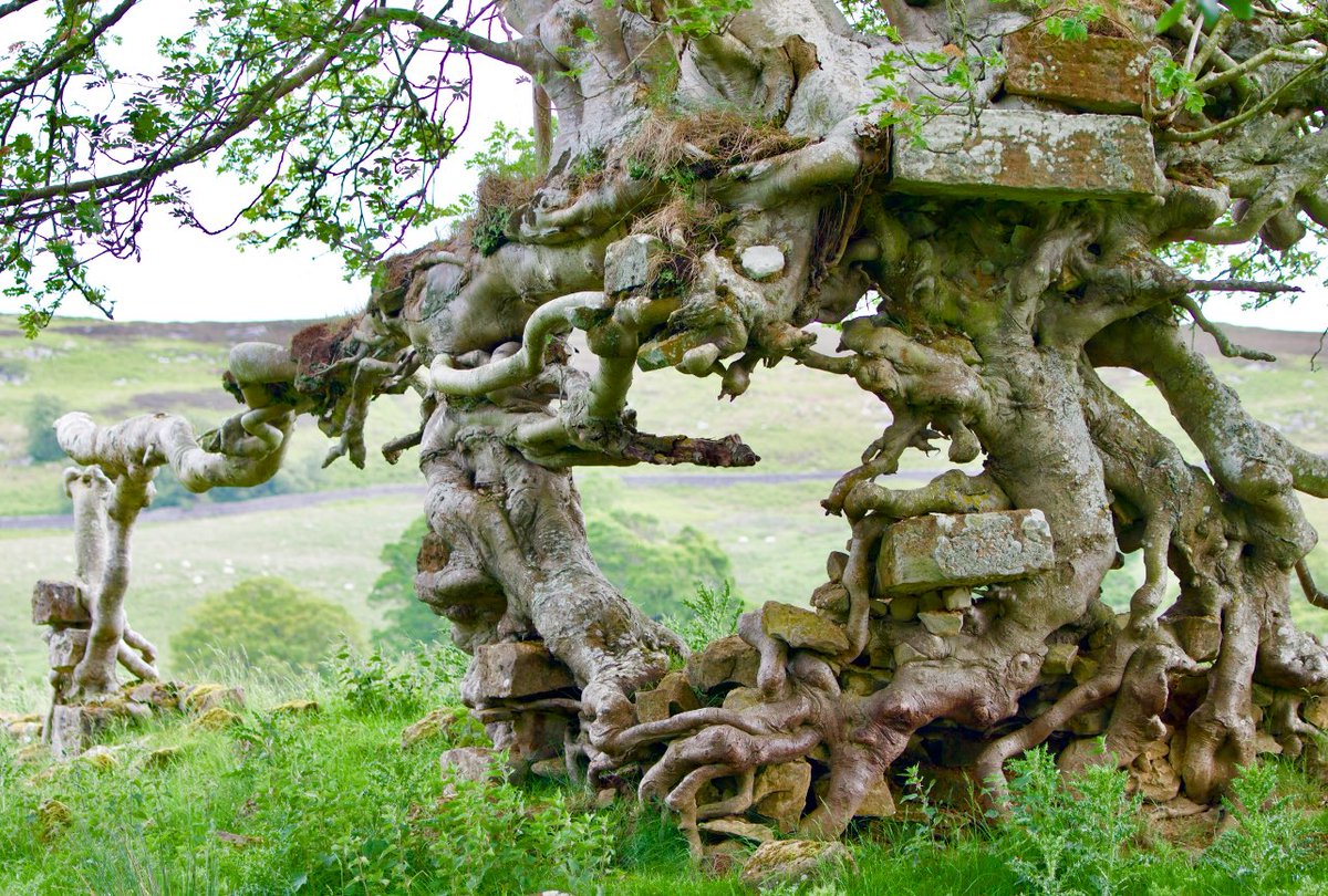Markus Stock Photography Bizarre Dead Trees In My Fave Woodland Of The Rhon Region Naturephotography Forest Fantasy Woodland T Co 5dgbeq79gl Twitter