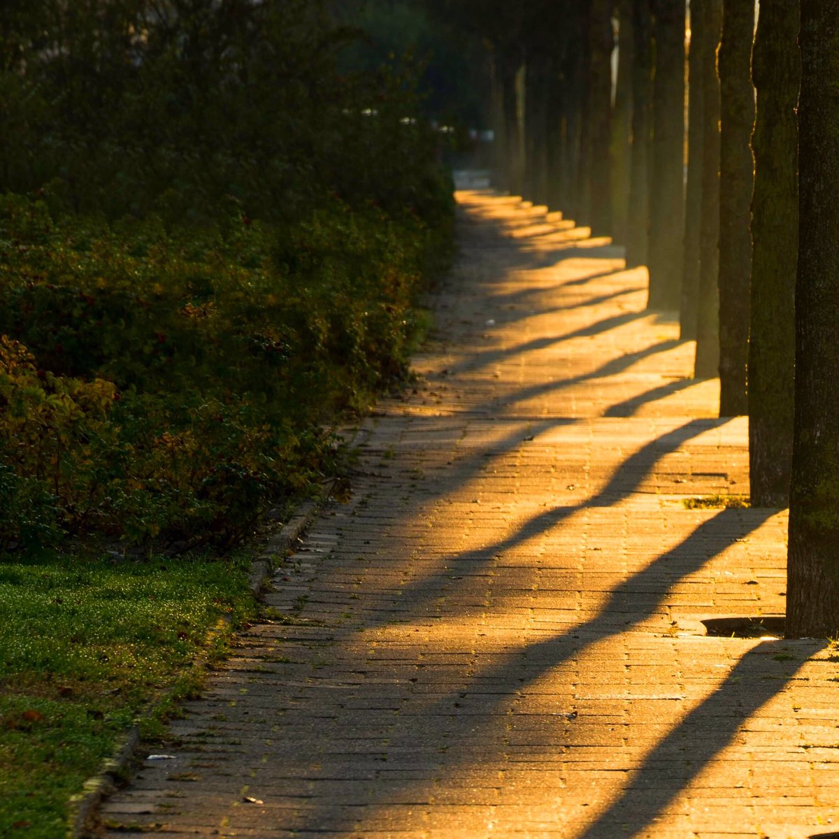 JanneHaapamaki's tweet photo. Have a great day! ☀️
#katwijk #katwijkaanzee #katwijkfotografie #shadows #shadowsofinstagram #naturephotos #streetphotographers #streetsofinstagram #streetsofkatwijk #morninglight #foggy #foggymorning #goldenlight #visitkatwijkaanzee #haveagreatday #morningphoto #goodmorning https://t.co/hmaurVvXCl