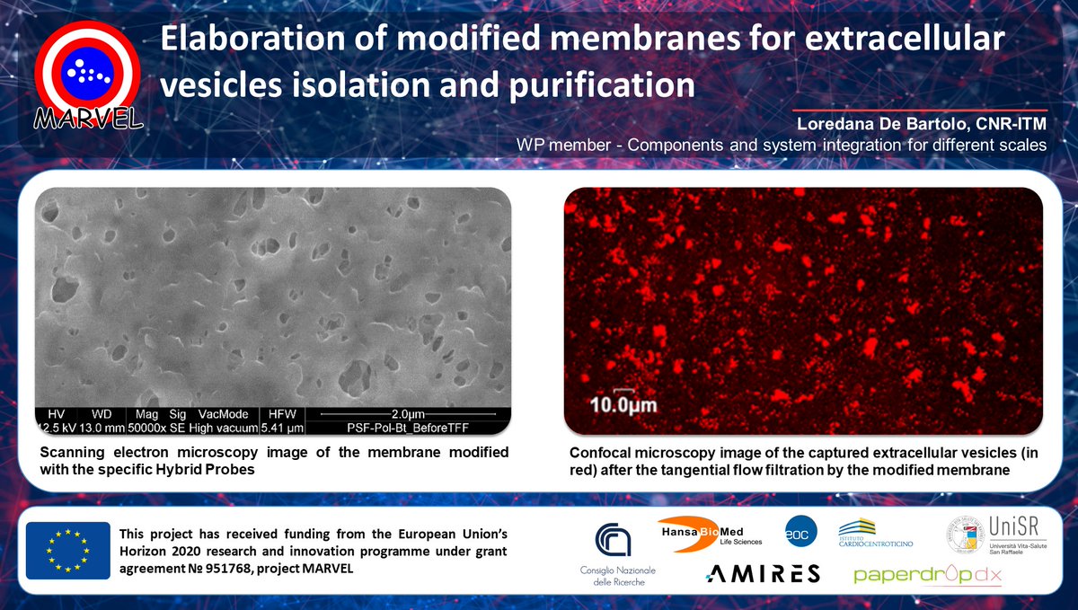 Marvel_H2020's tweet image. Our partner, @itmcnr, is currently working on the elaboration of a highly selective #membrane that will be integrated into the #TangentialFlowFiltration system in order to isolate and purify the specific #ExtracellularVesicles subpopulations.
More info➡️ bit.ly/3Eld4aV