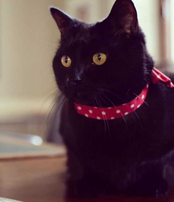 Gladstone 🇺🇦 tweet media